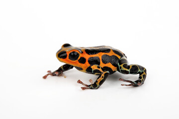 Mimic Poison Frog // Falscher Fünfstreifen-Baumsteiger, Zweipunkter (Ranitomeya imitator / Ranitomeya intermedia ) - Chazuta