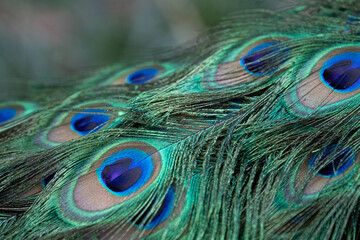Close up beautiful feathers of Indian Peafowl, Pavo cristatus