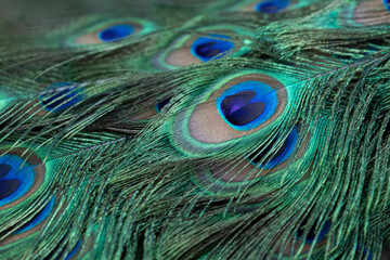 Close up beautiful feathers of Indian Peafowl, Pavo cristatus
