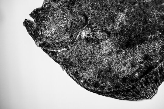Cabeza y aleta de pescado rodaballo en bodegon con fondo blanco y formato horizontal