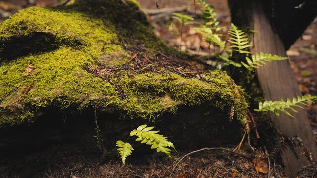 Moss Covered Rock in Forest