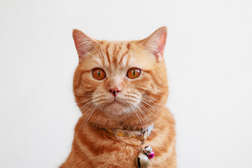 An Orange Fat Scotish Fold Cat