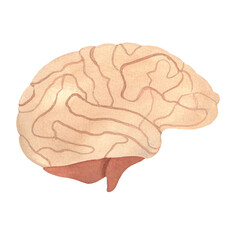 human brain, internal organs drawn by watercolor, isolated medical illustration