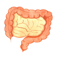 intestines human drawn by watercolor, internal organs, isolated illustration