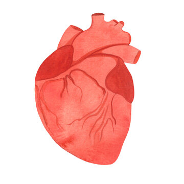 human heart, internal organs drawn by watercolor, isolated medical illustration