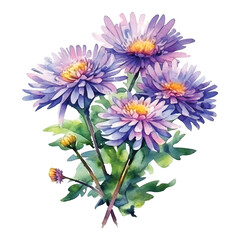 Aster flowers watercolor paint