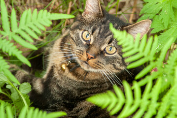 cute tabby domestic cat looking up hiding in the grass