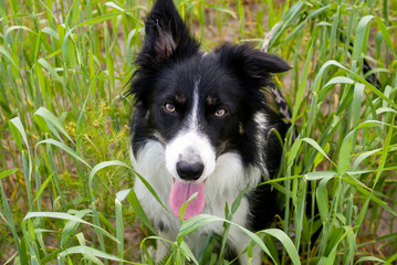 border collie dog in grass