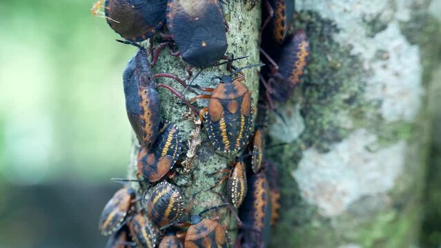 Crazy yellow ant walking among stink bug nymphs colonies