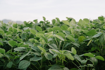 Green ripening soybean field at summer day. Soy vegetable healthy food agriculture. Agriculture plantation business farm sunlight concept