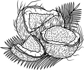 Line art illustration of coconuts with palm leaves