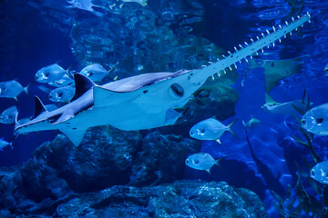largetooth sawfish (Pristis pristis) swimming around large aquarium tank, The sawfish also they...
