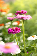 Summer flowers. Colorful zinnia flowers in a garden. Sunset or sunrise time. Summer natural backdrop.