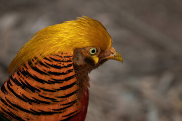Close up beautiful Golden pheasant
