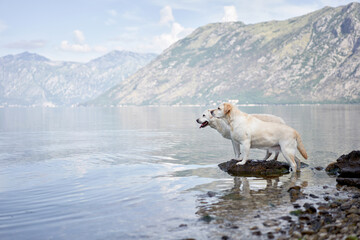 two dogs on the backdrop of mountains and the sea. Labrador Retriever near the water. Pet in nature.