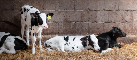 black and white spotted calves in straw