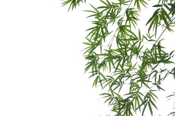 green bamboo branch with white background