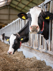 black and white cows feed inside barn on dutch farm in holland