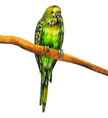 A green budgerigar sits on a branch. watercolor drawing
birds parrot on a white background.