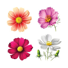  Cosmos flower watercolor paint collection 