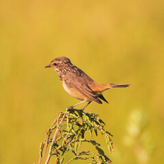 Bluethroat songbird on a flower