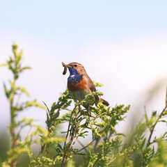 Bluethroat songbird on a flower
