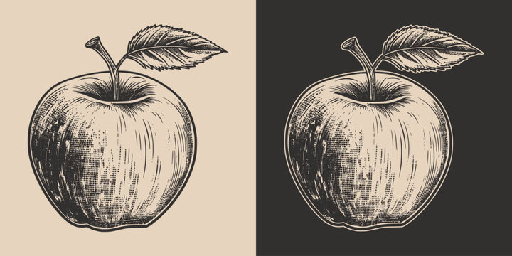 Set of vintage retro woodcut linocut engraving gravure sketch apple. Can be used like emblem, logo. mark, poster or print. Monochrome Graphic Art. Vector. Hand drawn element in antique