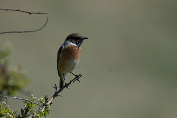 male stonechat