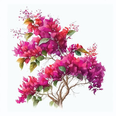 Bougainvillea flowers watercolor paint