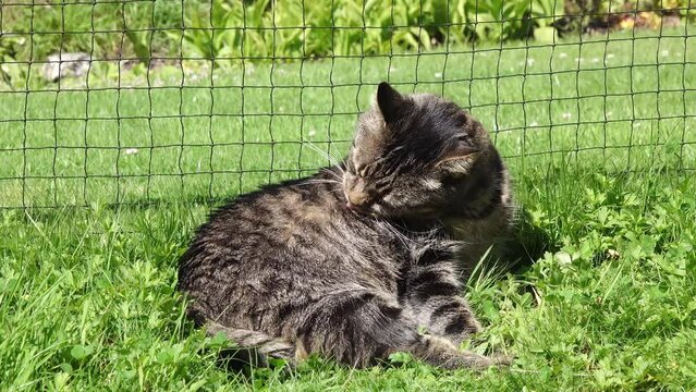 Tabby cat lying on meadow and grooming fur