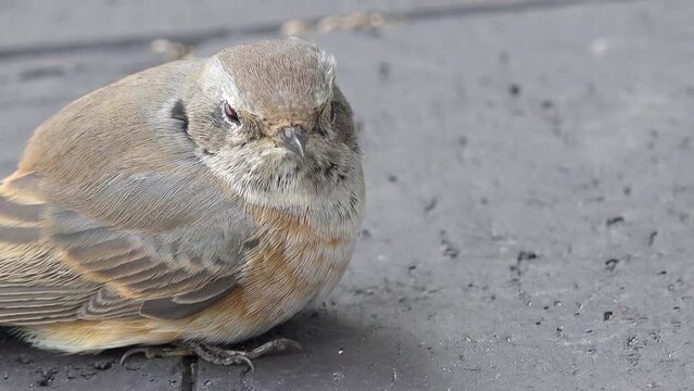 injured wild bird sitting on the street	