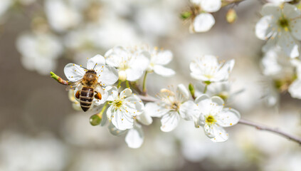 Bee on a flower of the white cherry blossoms. White flowers bloom in the trees. Spring landscape with blooming sakura tree. Beautiful blooming garden on a sunny day. Copy space for text.