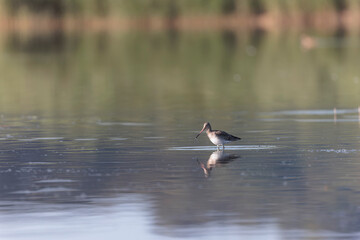 Black-tailed Godwit Limosa limosa in a swamp in northern Brittany