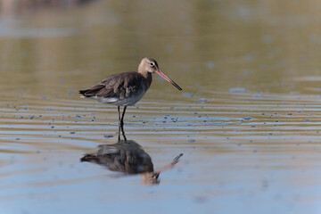 Black-tailed Godwit Limosa limosa in a swamp in northern Brittany