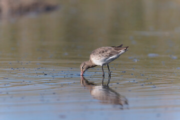 Black-tailed Godwit Limosa limosa in a swamp in northern Brittany