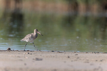 Black-tailed Godwit Limosa limosa in a swamp in northern Brittany