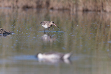 Black-tailed Godwit Limosa limosa in a swamp in northern Brittany