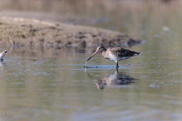 Black-tailed Godwit Limosa limosa in a swamp in northern Brittany