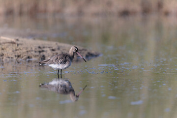 Black-tailed Godwit Limosa limosa in a swamp in northern Brittany