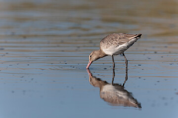 Black-tailed Godwit Limosa limosa in a swamp in northern Brittany