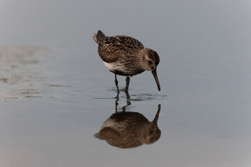 
Dunlin Calidris alpina walking on a sandy beach on low tide in Brittany in France
