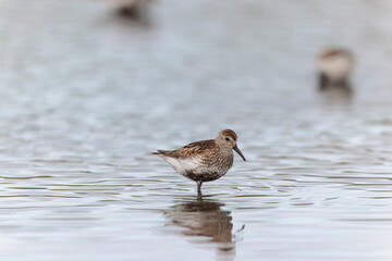 
Dunlin Calidris alpina walking on a sandy beach on low tide in Brittany in France
