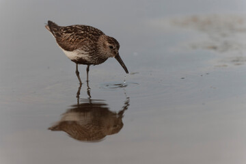 
Dunlin Calidris alpina walking on a sandy beach on low tide in Brittany in France
