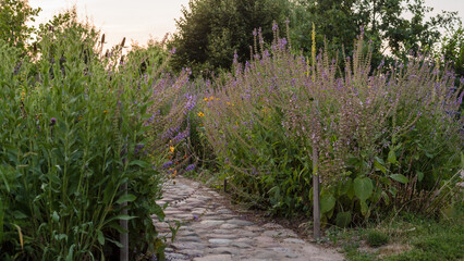 Stone pathway with wild grasses on the sides. Sunset summer natural background. Banner