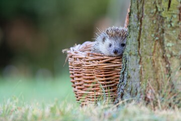 Northern white-breasted hedgehog (Erinaceus roumanicus) looking out of a wicker basket next to a tree © Vladis