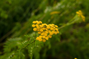 Field flowers at sunset, close-up. Natural background.