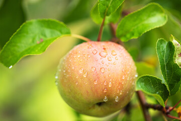 juicy apple on tree, organic fruit on plantation