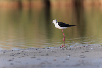 Black-winged Stilt Himantopus himantopus in Brittany, France