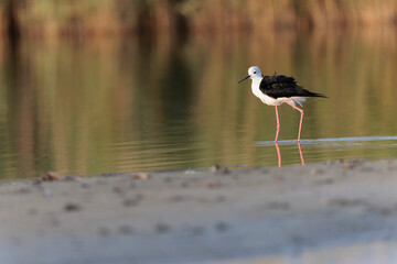 Black-winged Stilt Himantopus himantopus in Brittany, France