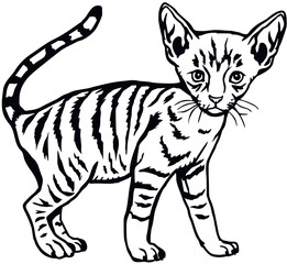 Fototapeta na wymiar Cornish Rex Cat, Peeking kitten - Cheerful kitty isolated on white - vector stock